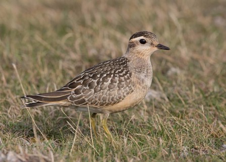Eurasian Dotterel (Charadrius morinellus), Wales, United Kingdom