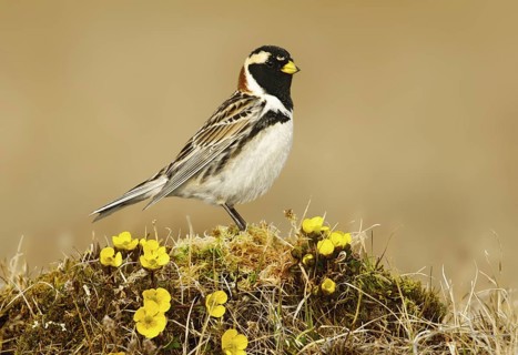 Lapland Longspur (Calcarius lapponicus) male, Alaska, USA
