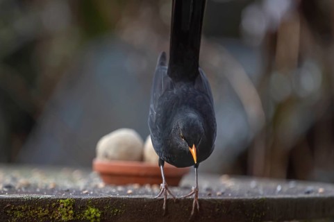 Male blackbird (Turdus) at the feeding place, Bavaria, Germany