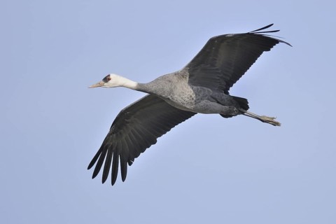 Hooded Crane (Grus monacha) flying, Arasaki, Japan