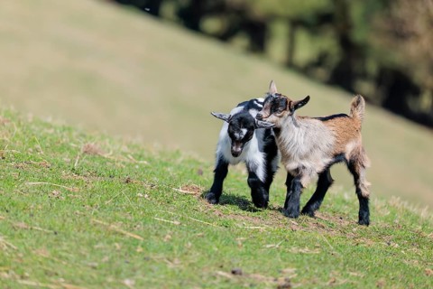 Two young pygmy goats (Capra hircus) are playing together on a sunny day in a green meadow. Austria