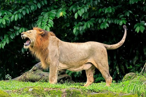Lion (Panthera leo), adult, male, yawning