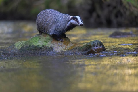 European badger (Meles meles), sitting on a stone in a stream in the last light, deciduous tree is