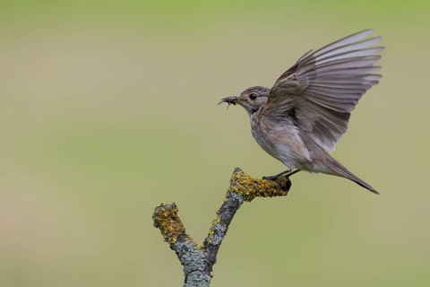 Spotted Flycatcher (Muscicapa striata) perched on a branch with insect prey in its beak, Lower
