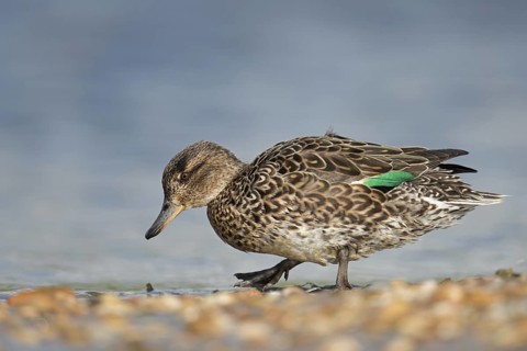 Eurasian Teal (Anas crecca) female, Schleswig-Holstein, Germany