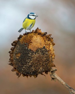 Blue tit (Cyanistes caeruleus) feeding on sunflower, sunflower seeds, sunrise, frost, winter