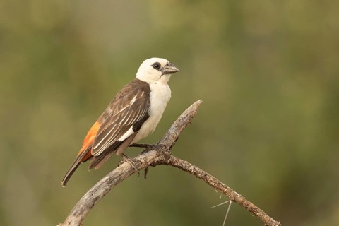 White-headed Buffalo Weaver (Dinemellia dinemelli), Samburu, Kenya