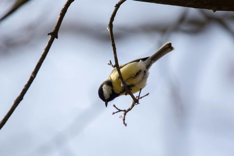 Titmouse in a park