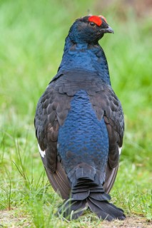 Black Grouse (Lyrurus tetrix) male, Bavaria, Germany