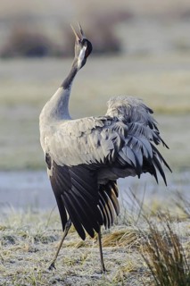 Common Crane (Grus grus) calling, Vaestergoetland, Sweden