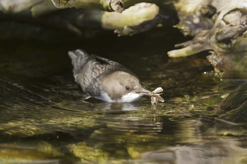 White-throated Dipper (Cinclus cinclus) juvenile, Germany