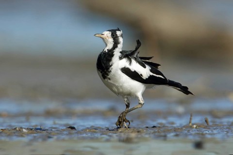 Magpie-Lark (Grallina cyanoleuca) female, Victoria, Australia