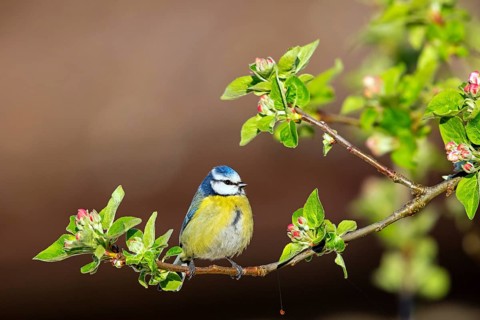 Blue tit, (Cyanistes caeruleus, Syn:Parus caeruleus), family of tits, perching site, Wadi Darbat,