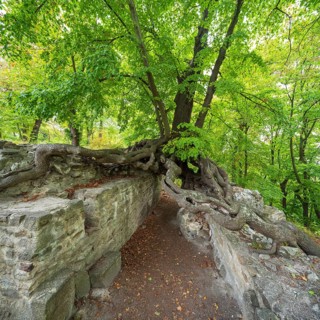 Old gnarled lime tree grows on the walls of a castle ruin, exposed roots form a gate, Lauenburg,