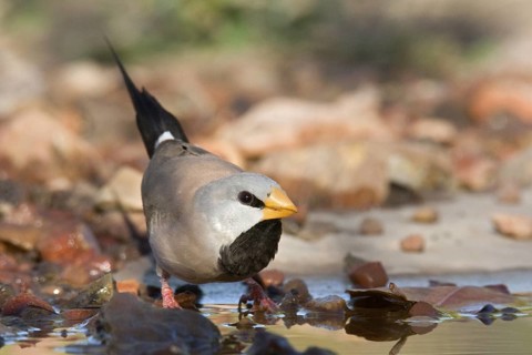 Long-tailed Finch (Poephila acuticauda), Kimberley, Western Australia, Australia