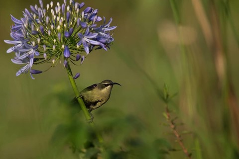 Tacazze Sunbird (Nectarinia tacazze) male perched on a flowering plant, Bonga, Ethiopia