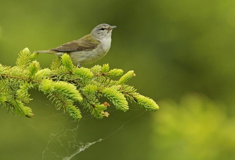 Tennessee Warbler (Leiothlypis peregrina), Alberta, Canada