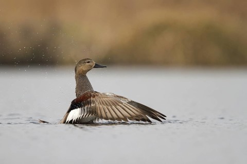 Gadwall (Mareca strepera), Utrecht, Netherlands