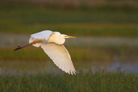 Great Egret (Ardea alba) flying, Greece