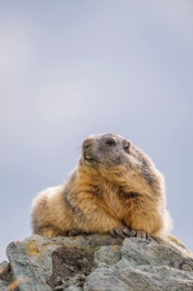 Alpine marmot (Marmota marmota) in autumn, Grossglockner, High Tauern National Park, Austria
