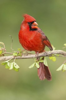 Northern Cardinal (Cardinalis cardinalis) male perched on a twig, Texas, USA