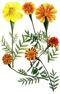 Botany, plants, Tagetes indica, student flower, Tagetes