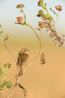 Nelson's Sparrow (Ammodramus nelsoni), Texas, USA