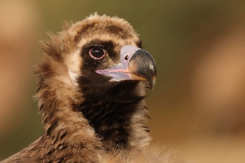 Detailed portrait of a Cinereous Vulture, showcasing its striking features and dark eyes, set