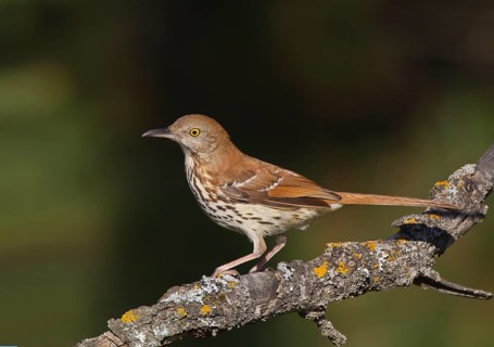 Brown Thrasher (Toxostoma rufum), Michigan, USA