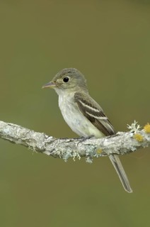 Acadian Flycatcher (Empidonax virescens), Texas, USA