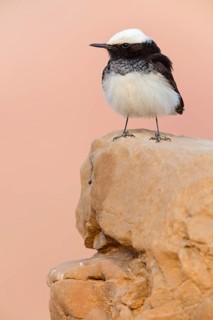 Capped Wheatear, (Oenanthe monacha), Israel, Middle East