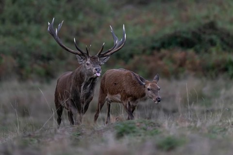 Red deer at the rutting 2025, London, Great Britain