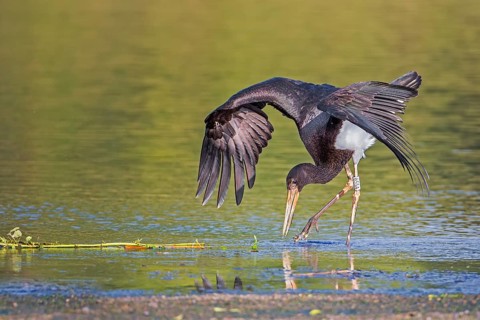 Black Stork (Ciconia nigra) juvenile foraging, Saxony-Anhalt, Germany