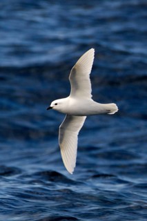 Snow Petrel (Pagodroma nivea) flying, Ross Sea, Antarctica