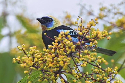 Golden-hooded Tanager (Tangara larvata), Costa Rica