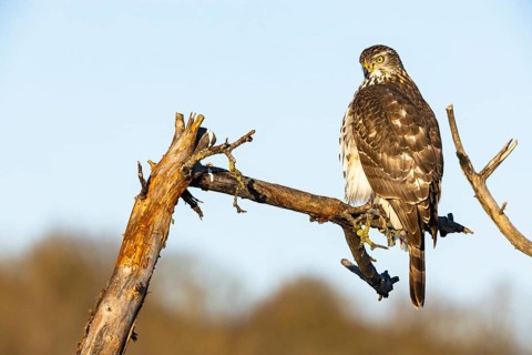 Goshawk (Accipiter gentilis) juv Germany