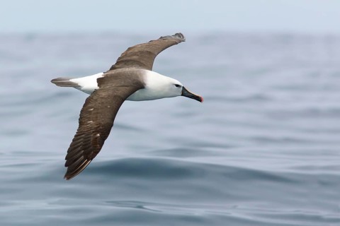 Atlantic Yellow-nosed Albatross (Thalassarche chlororhynchos) flying, Victoria, Australia,