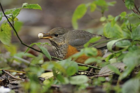 Grey-backed Thrush (Turdus hortulorum) foraging, Poyang Lake, China