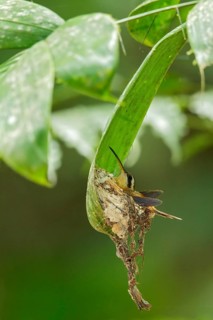 Reddish Hermit (Phaethornis ruber) sitting on its nest in the rainforest of Guyana