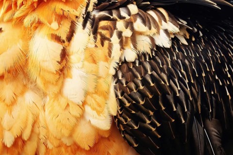 Close-up of a bearded vulture's vibrant plumage showcasing intricate feather patterns, captured in