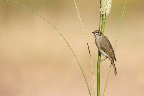 Yellow-faced Honeyeater (Caligavis chrysops) perched on a branch, Victoria, Australia