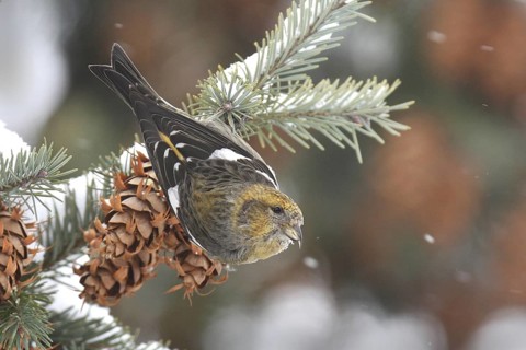Two-barred Crossbill (Loxia leucoptera) female, Ohio, USA