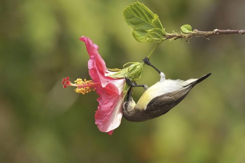 Purple-rumped Sunbird (Leptocoma zeylonica) female, Kerala, India