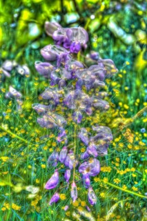 Wisterias (Wisteria), wisteria, wistaria, wisteria, wisteria, wisteria, wisteria on wildflower