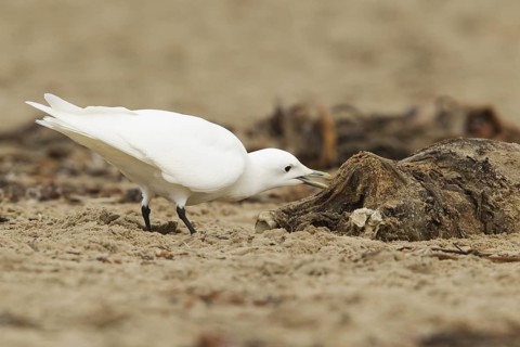 Ivory Gull (Pagophila eburnea), California, USA