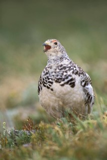 White-tailed Ptarmigan (Lagopus leucura), Colorado, USA