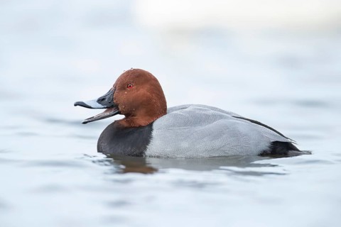 Common pochard (Aythya ferina) adult male duck calling or quacking on a lake, England, United