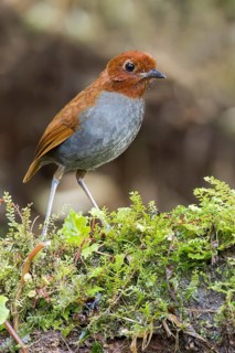 Bicolored Antpitta (Grallaria rufocinerea) perched on a branch in Colombia, South America