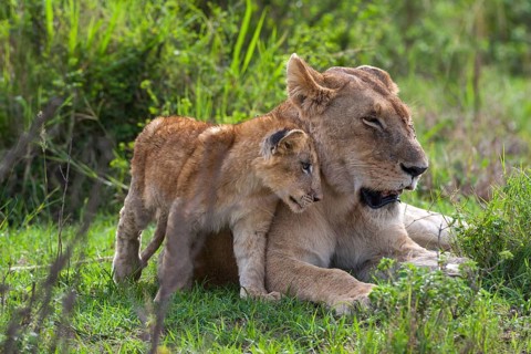 Lioness (Panthera leo) motherly love, South Africa