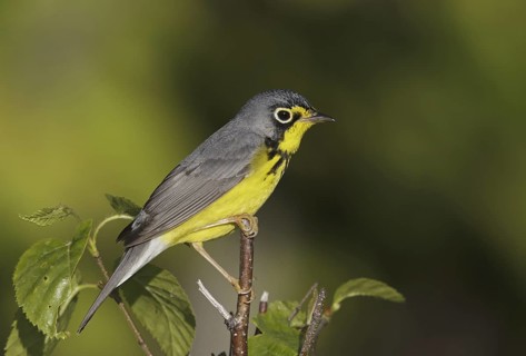 Canada Warbler (Cardellina canadensis), Maine, USA